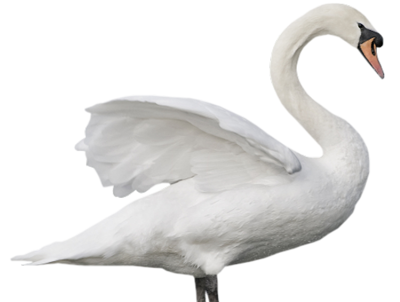 Swan Transparent PNG Image