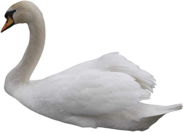 Swan Background Transparent PNG Image