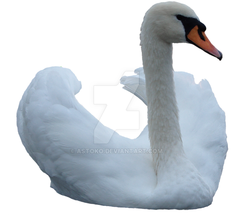 Swan Transparent PNG Image
