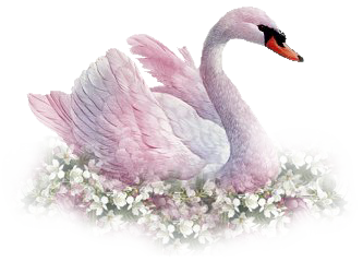 Swan Transparent PNG Image