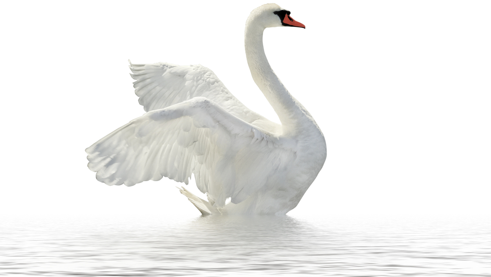 Swan Transparent PNG Image