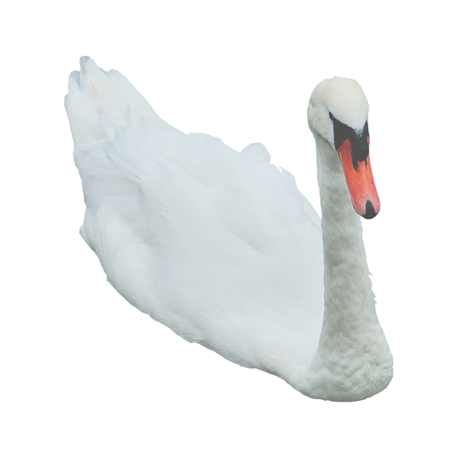 Swan Transparent PNG Image