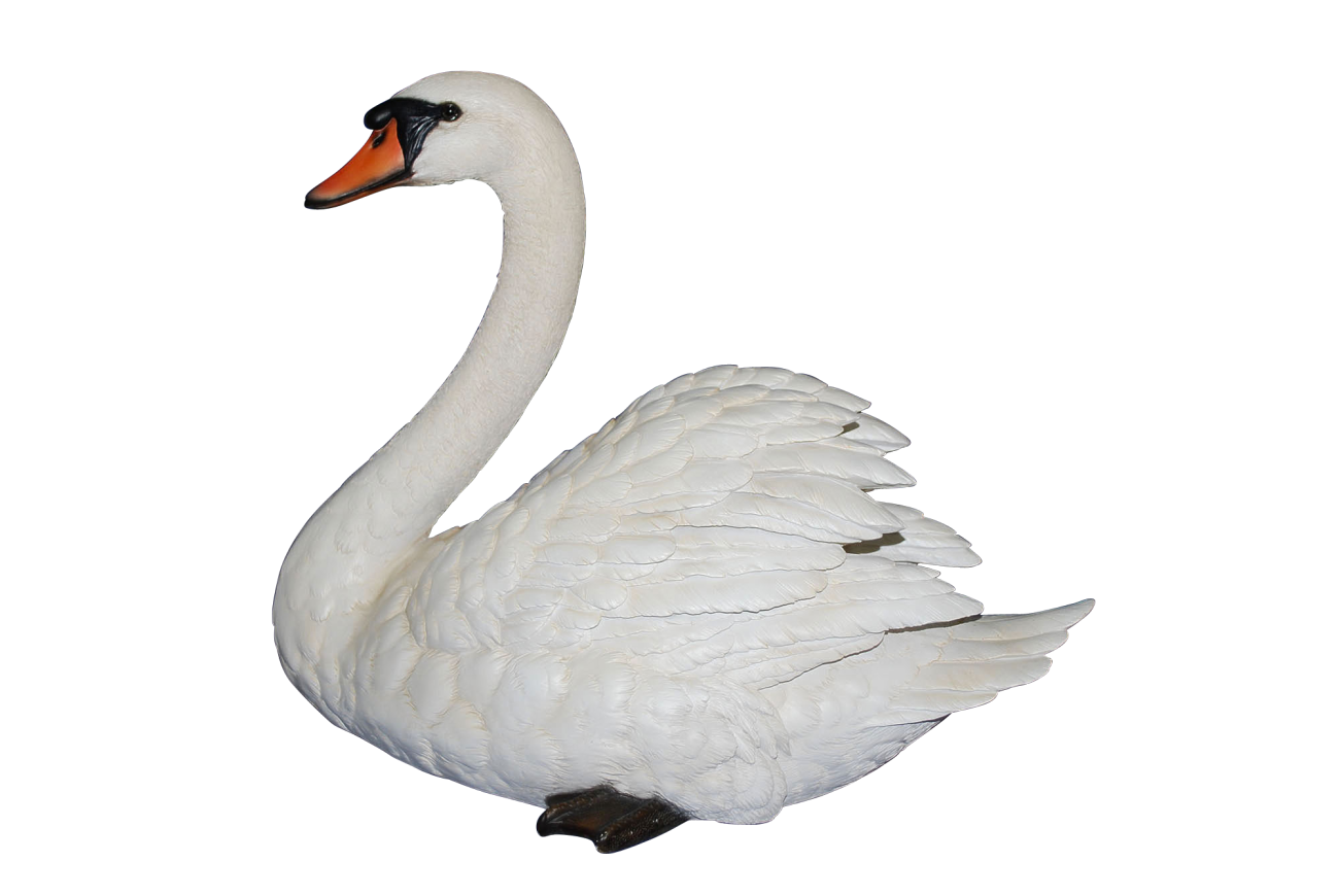 Swan Transparent PNG Image