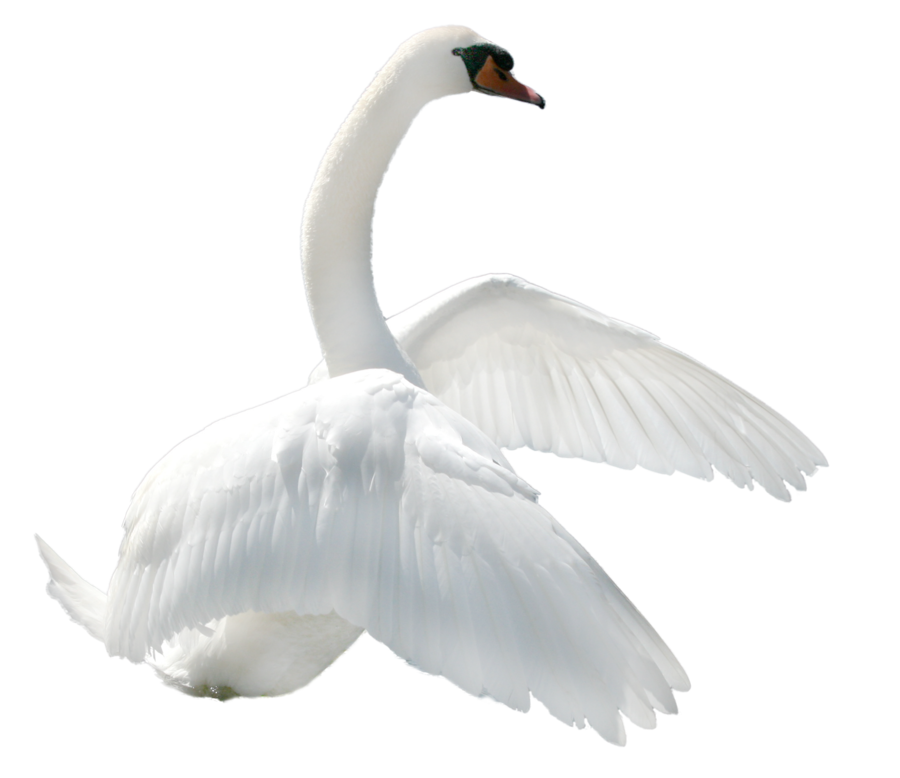 Swan Transparent PNG Image