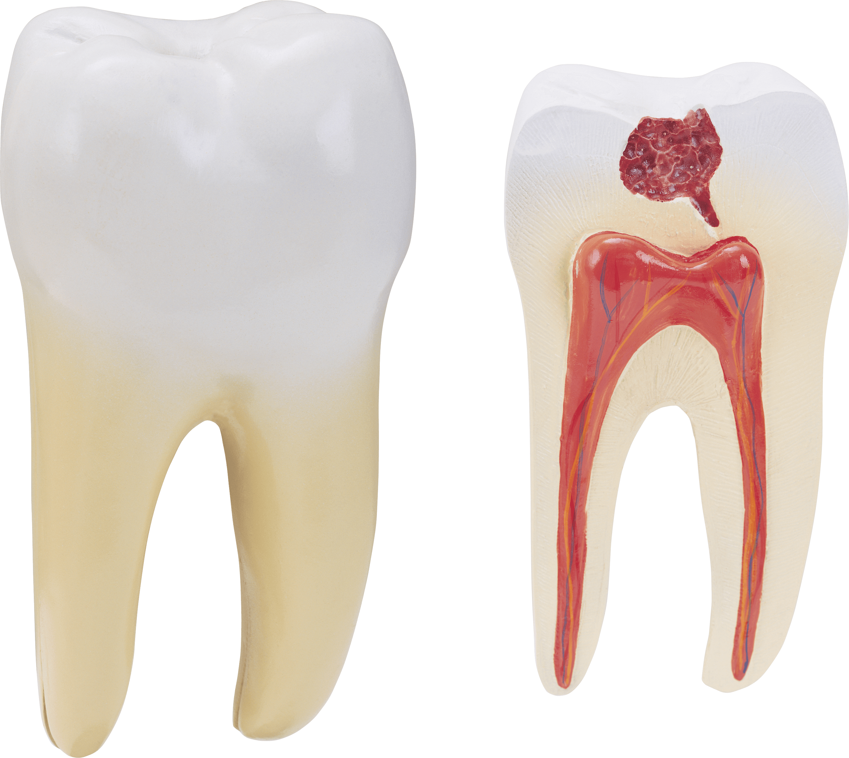 Tooth Transparent PNG Image