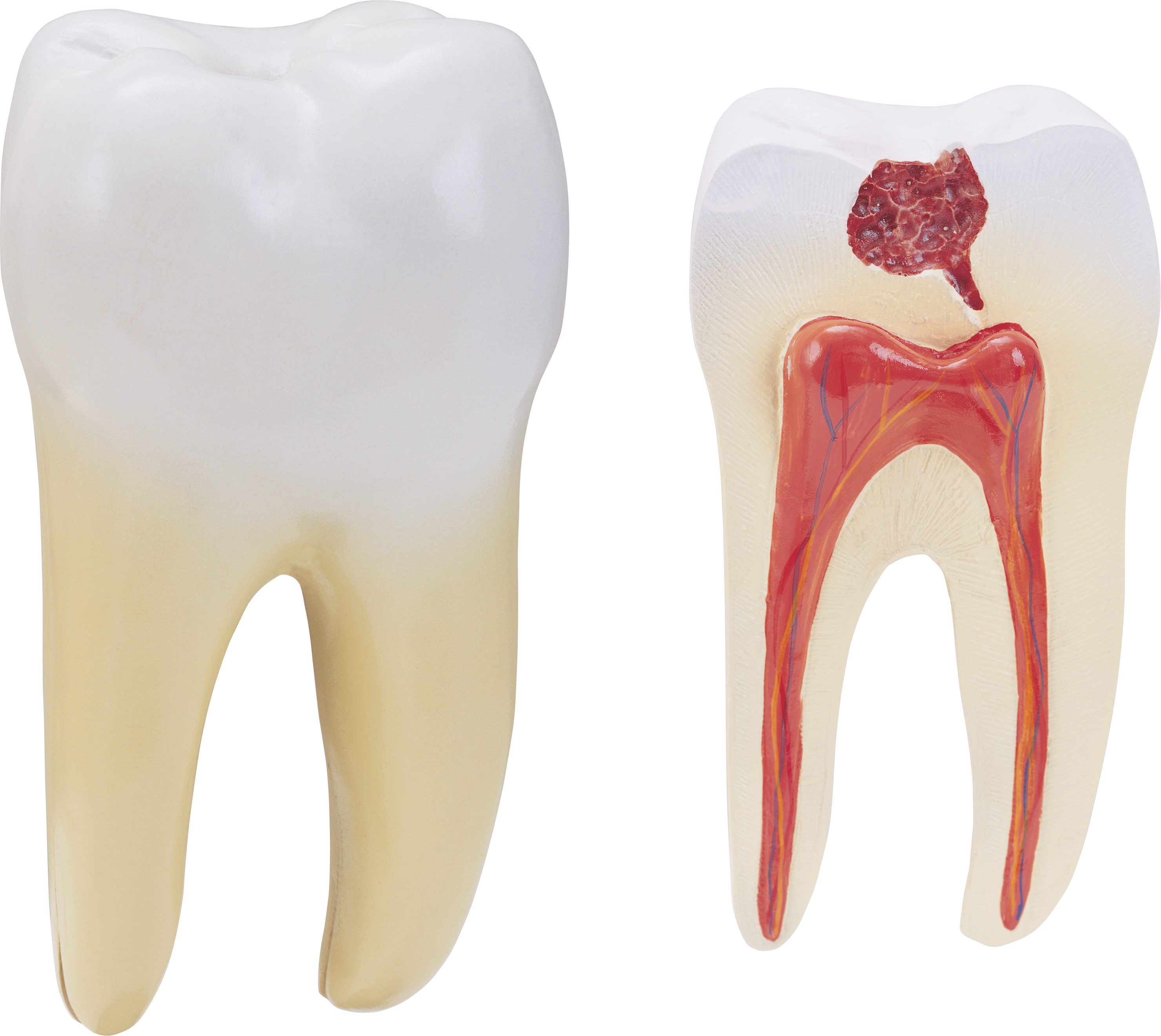 Crying Tooth File Transparent PNG Image