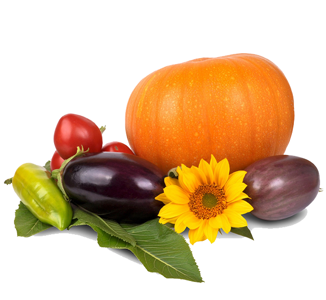 Thanksgiving Pumpkin Transparent PNG Image