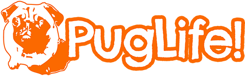 Pug Life Transparent PNG Image