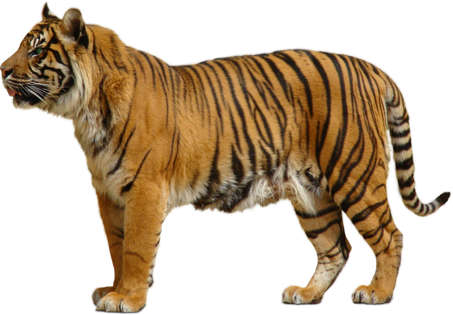 Tiger Transparent PNG Image