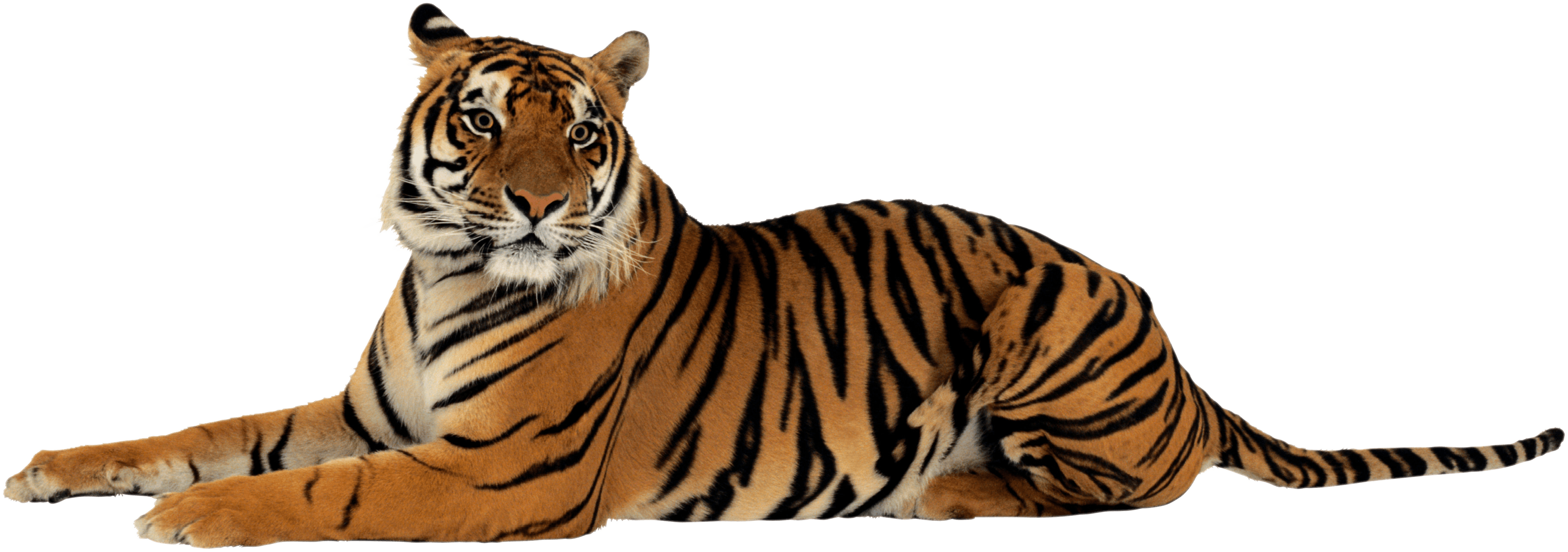 Tiger Tigers Transparent PNG Image