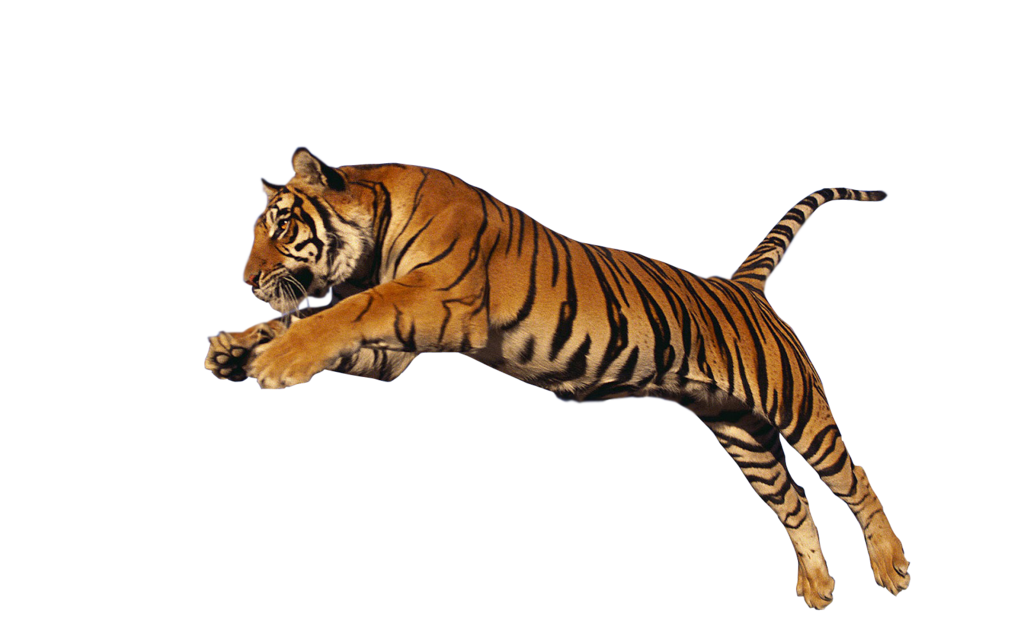Tiger Transparent PNG Image