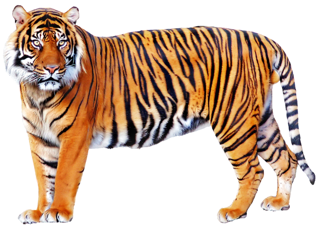 Tiger Transparent PNG Image
