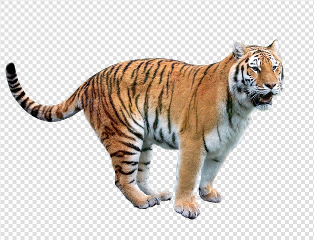 Tiger Transparent PNG Image