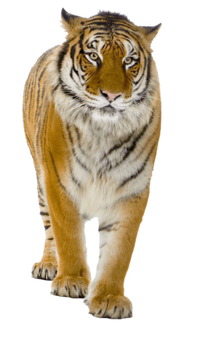 Tiger Tigers Transparent PNG Image