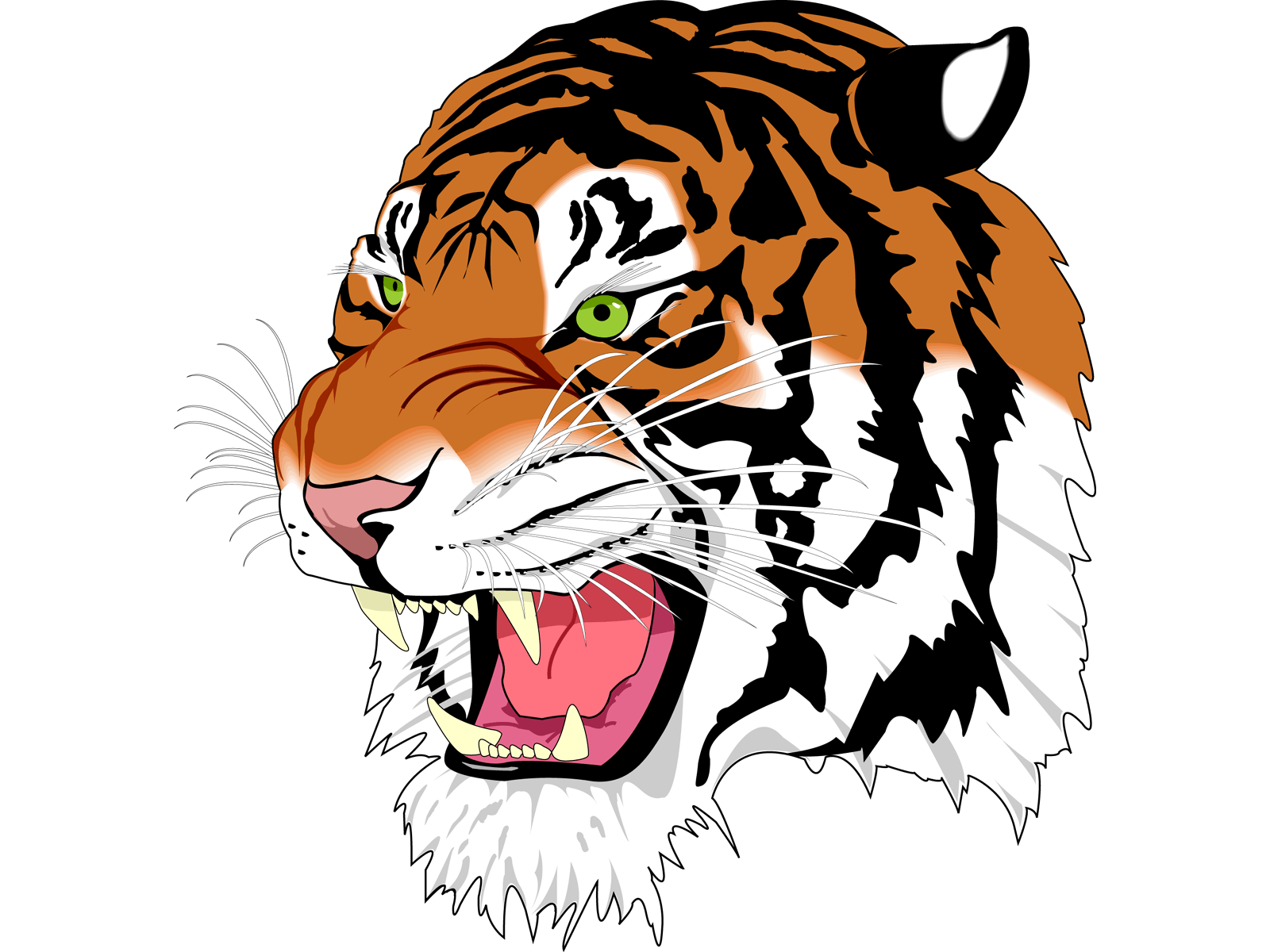 Tiger Tigers Transparent PNG Image