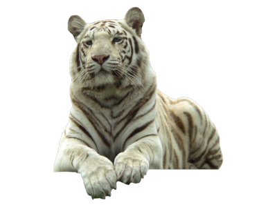 White Tiger Transparent PNG Image