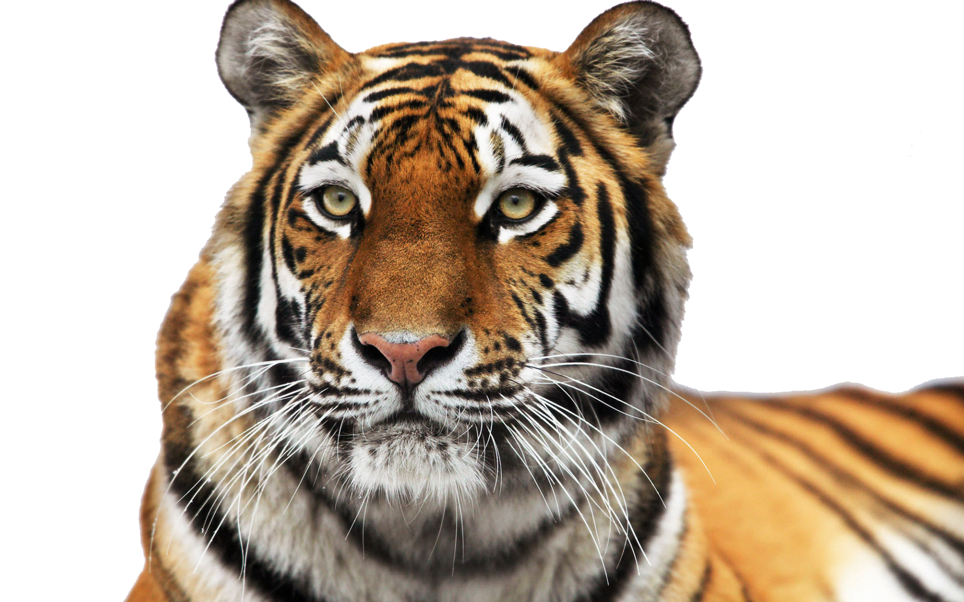 Tiger Face Transparent PNG Image
