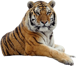 Tiger Transparent PNG Image