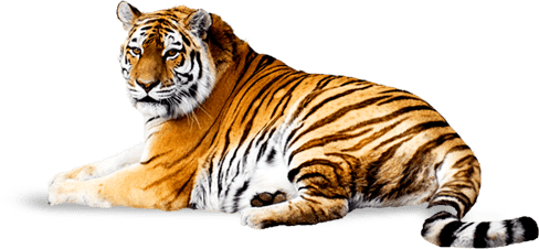 Tiger Tigers Transparent PNG Image