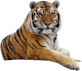 Tiger Tigers Transparent PNG Image