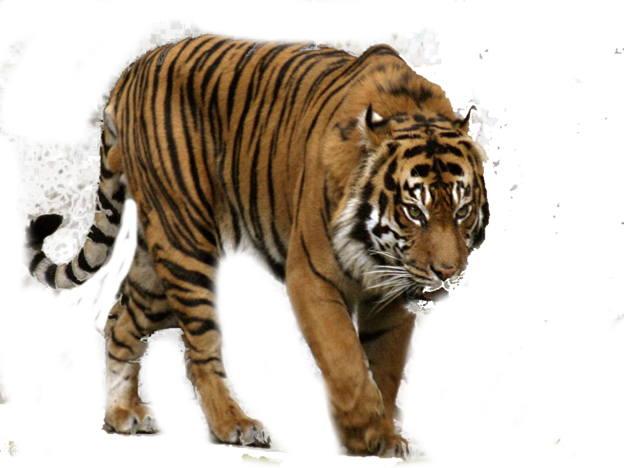 Tiger Transparent PNG Image