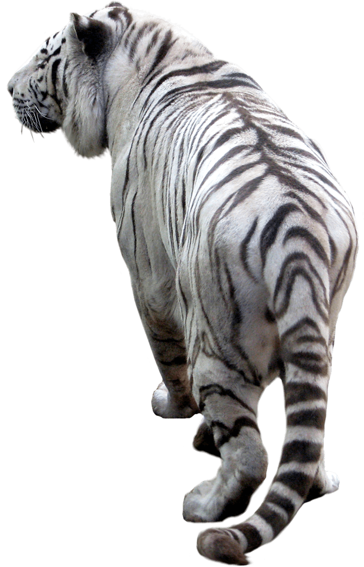 Tiger Tigers Transparent PNG Image