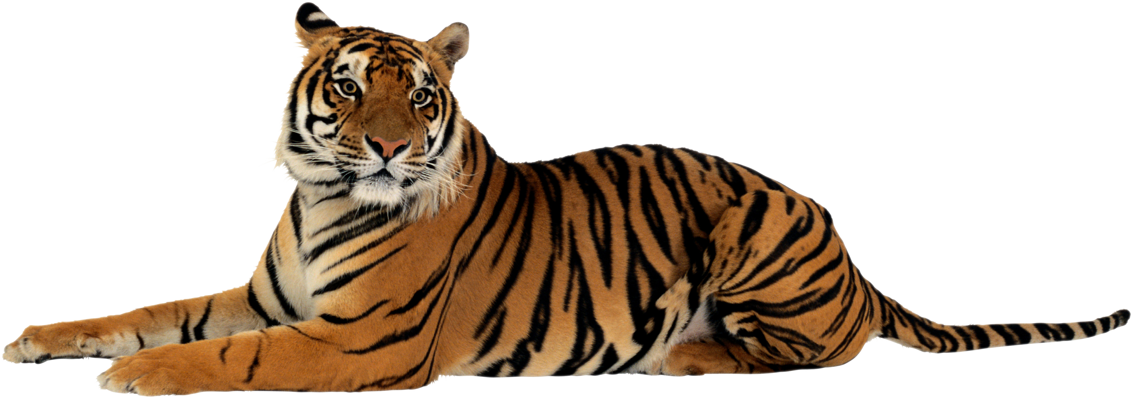 Tiger File Transparent PNG Image