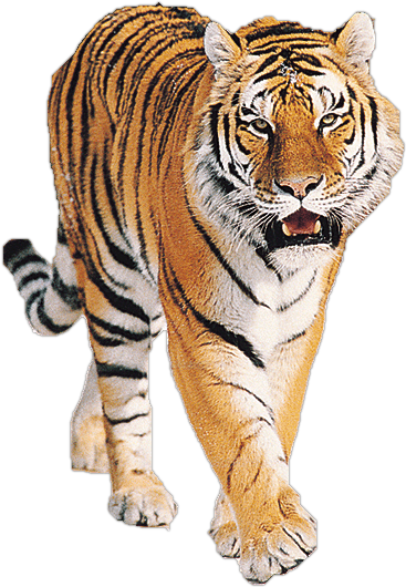 Tiger Tigers Transparent PNG Image