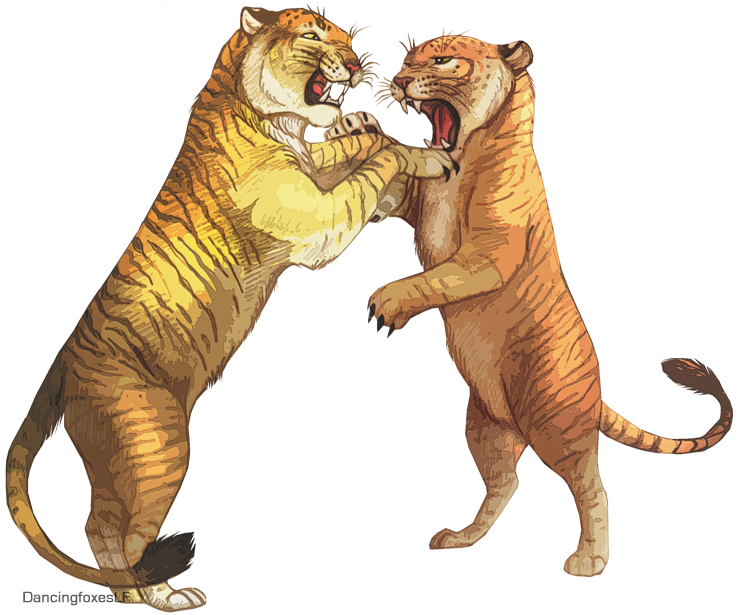 Tiger Liger Lion Drawing Tigon Transparent PNG Image