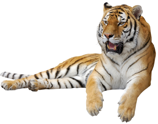 Tiger Transparent PNG Image