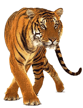 Tiger Tigers Transparent PNG Image