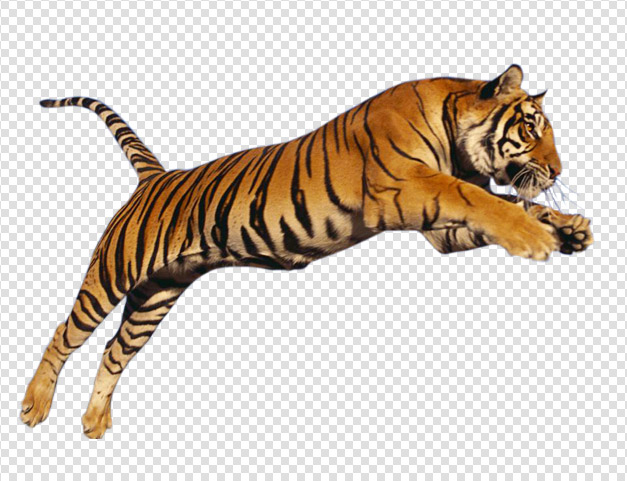 Tiger Transparent PNG Image
