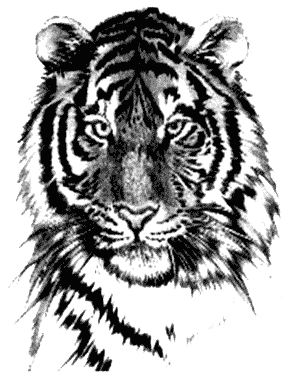 Tiger Tattoos Transparent PNG Image