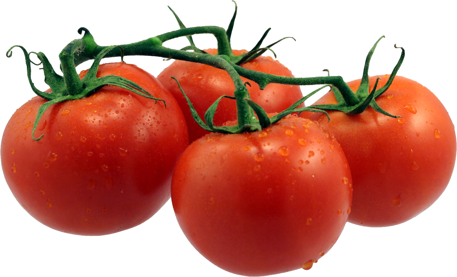 Fresh Tomatoes Bunch Transparent PNG Image