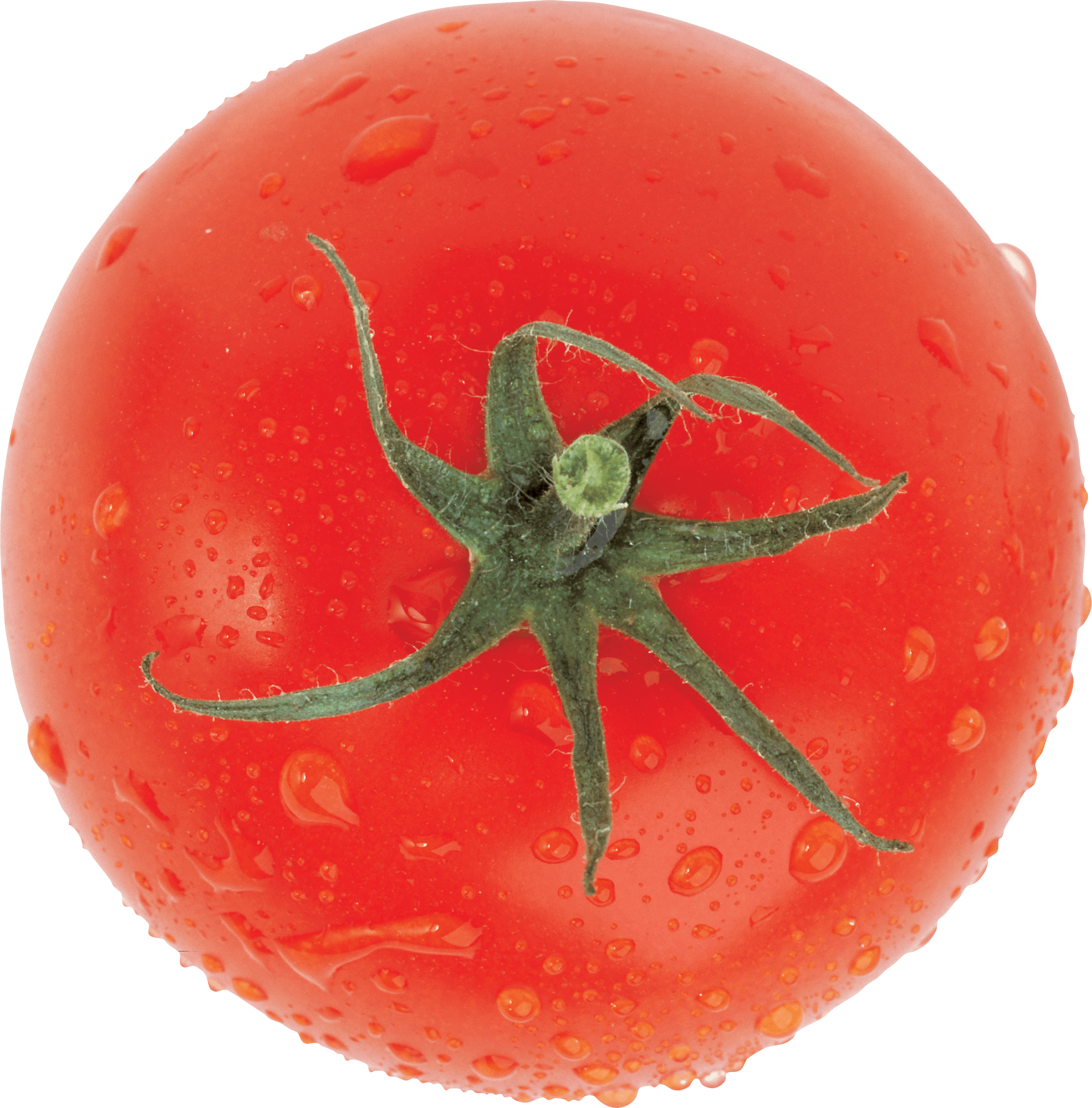 Fresh Juicy Tomatoes Bunch Transparent PNG Image