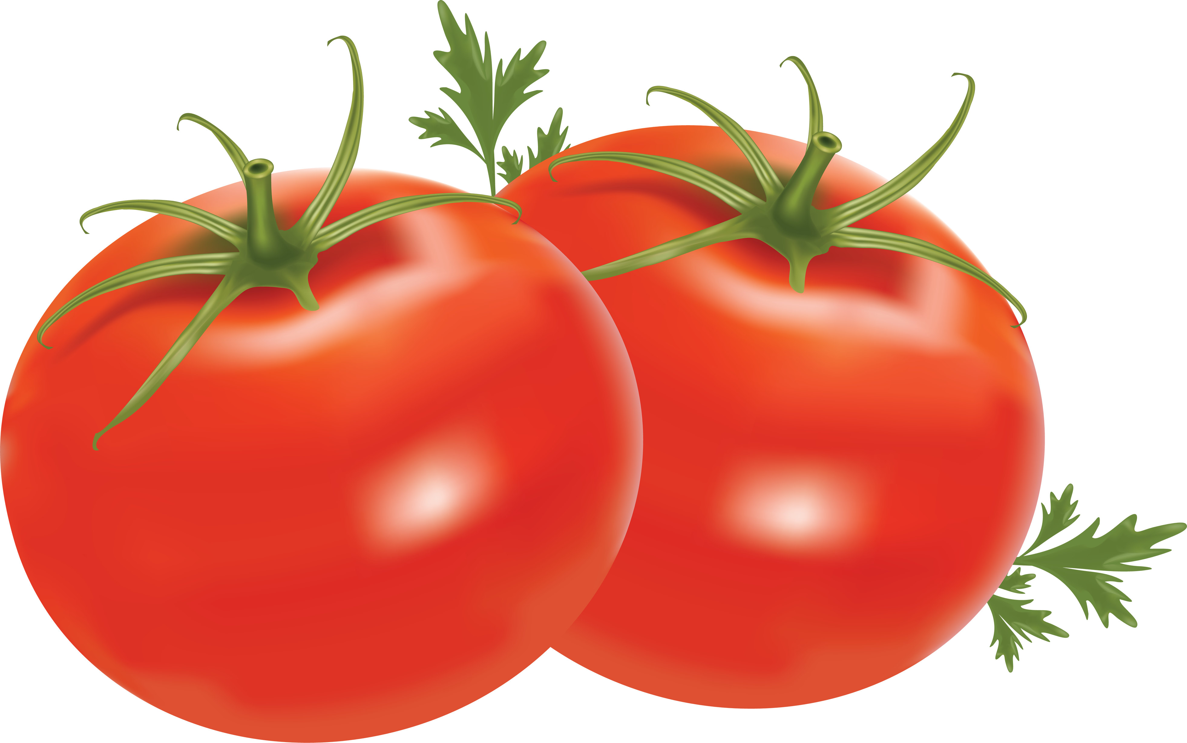 Fresh Organic Tomatoes Bunch Transparent PNG Image