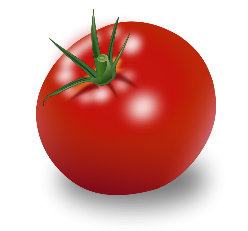 Tomato Vector Transparent PNG Image