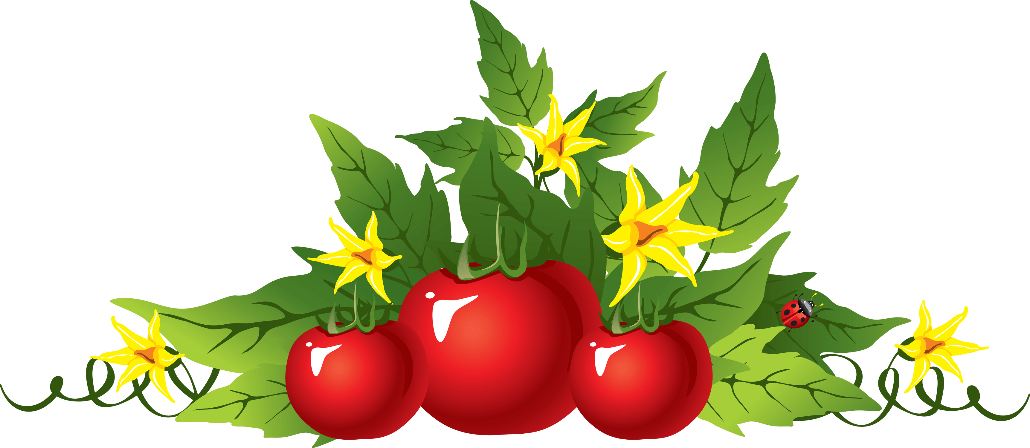 Tomato Transparent PNG Image