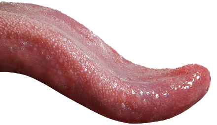 Tongue Transparent PNG Image