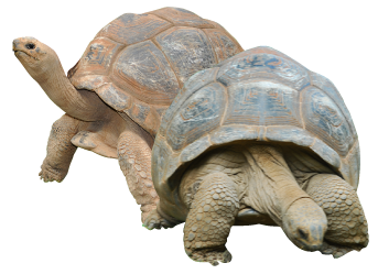 Tortoise Transparent PNG Image
