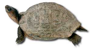 Tortoise Transparent PNG Image