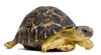 Tortoise Transparent PNG Image
