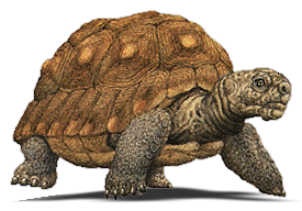 Tortoise Transparent PNG Image