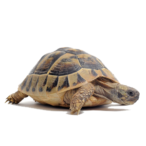 Tortoise Transparent PNG Image