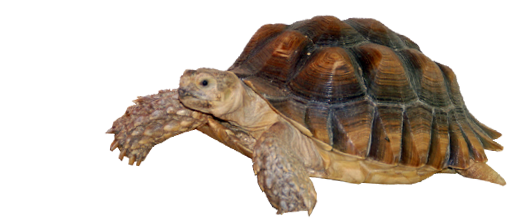 Tortoise Transparent PNG Image