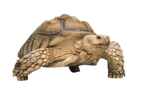 Tortoise Transparent PNG Image