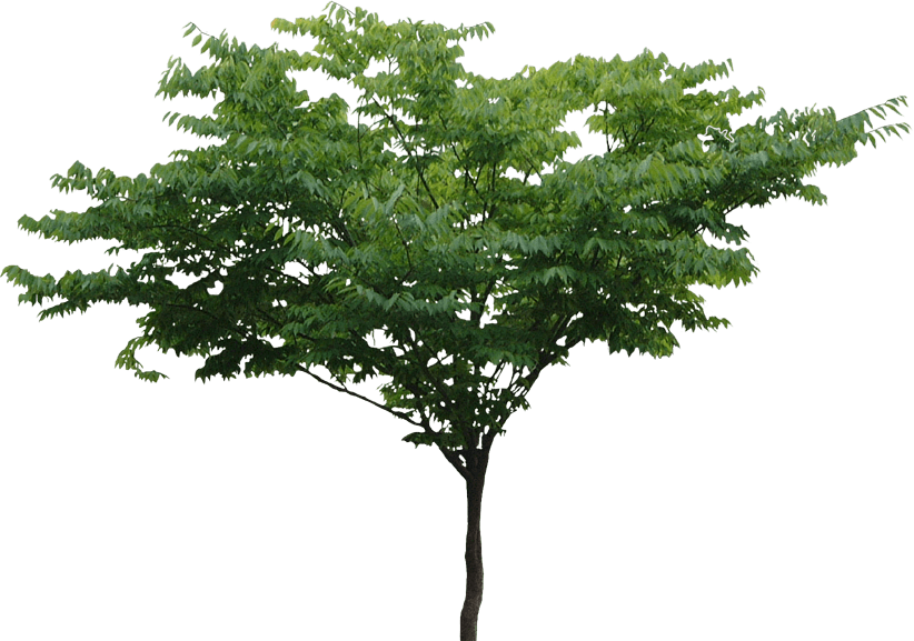 Tree File Transparent PNG Image
