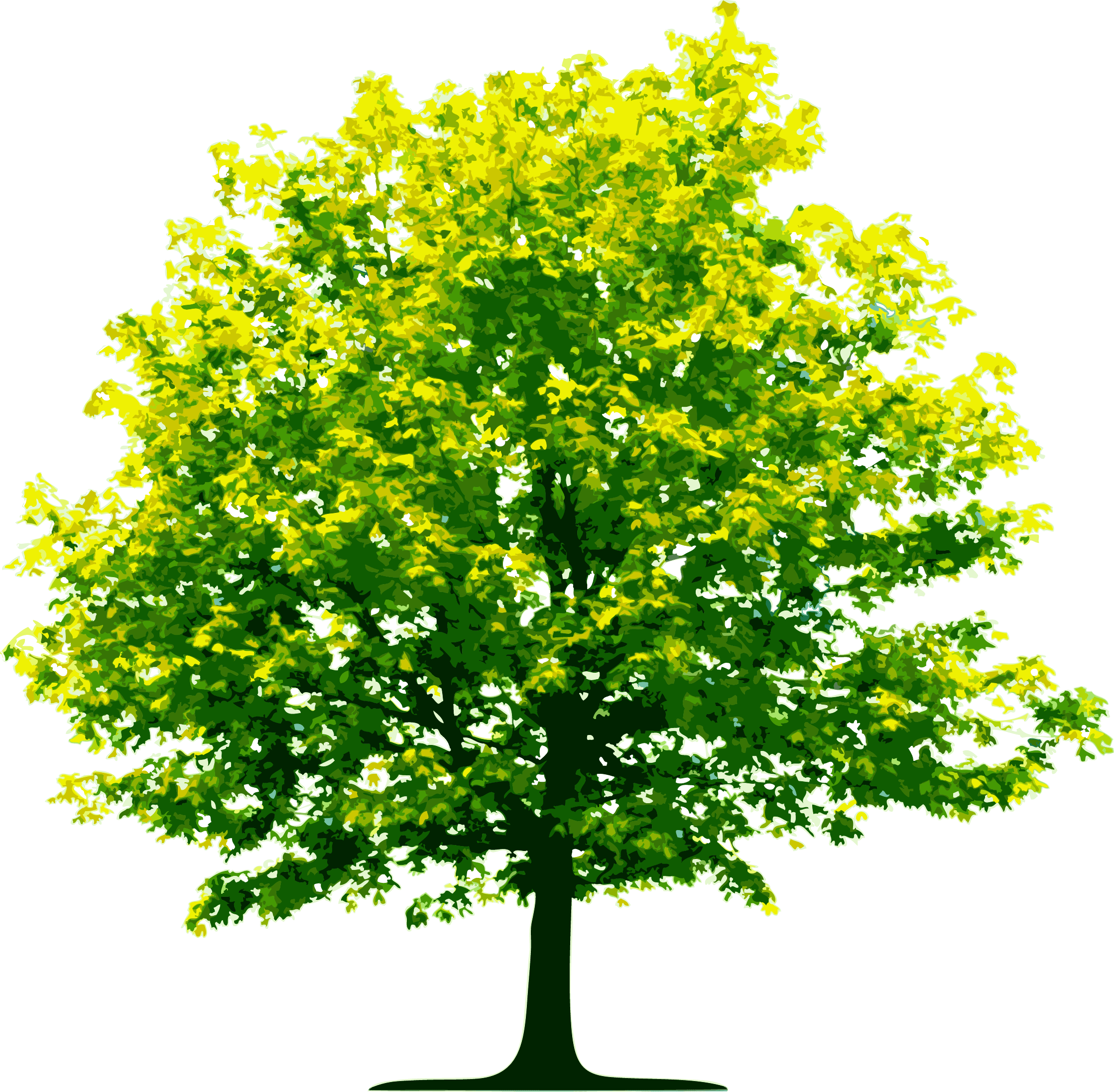 Tree Transparent PNG Image