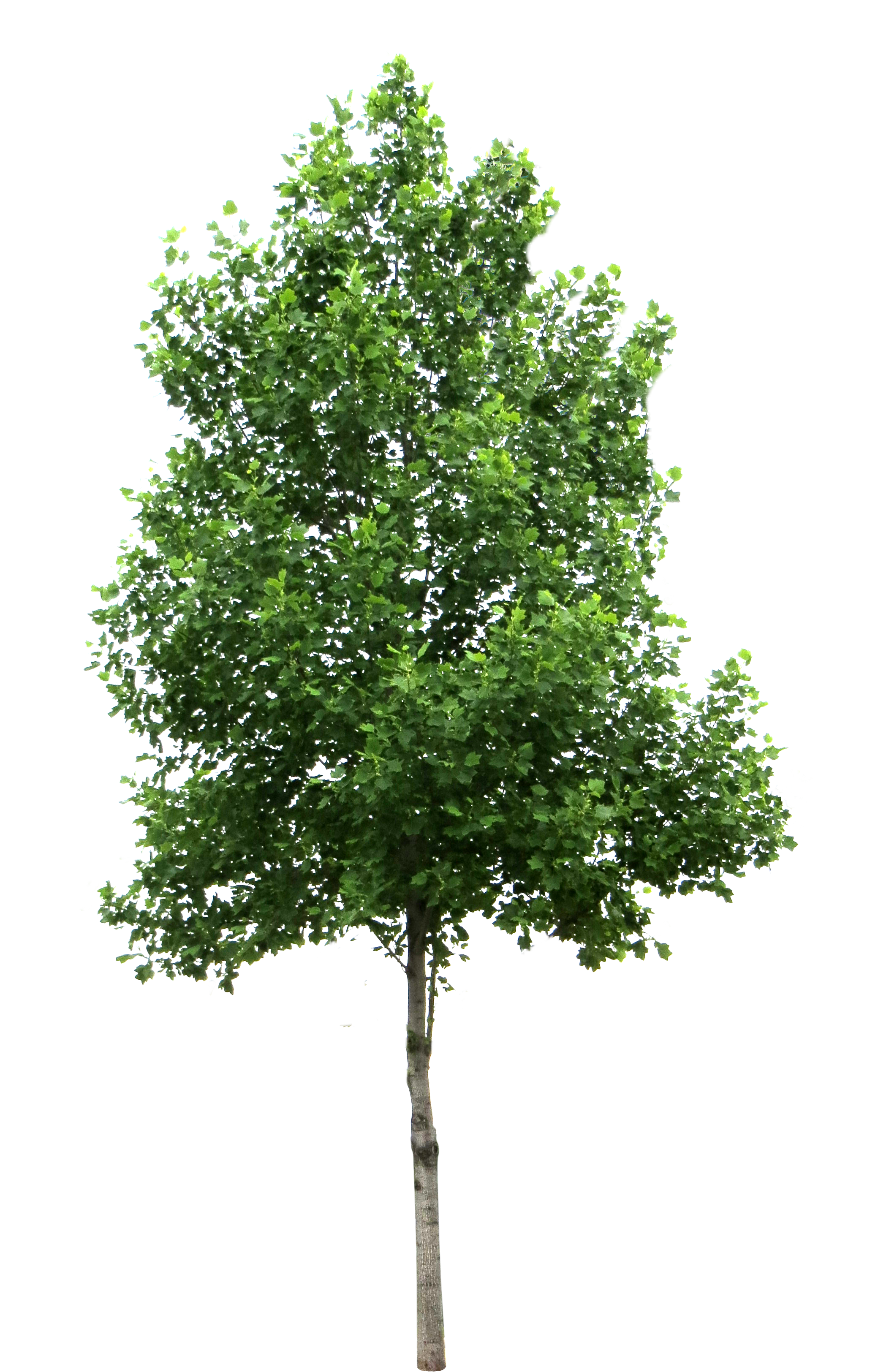 Tree Transparent PNG Image