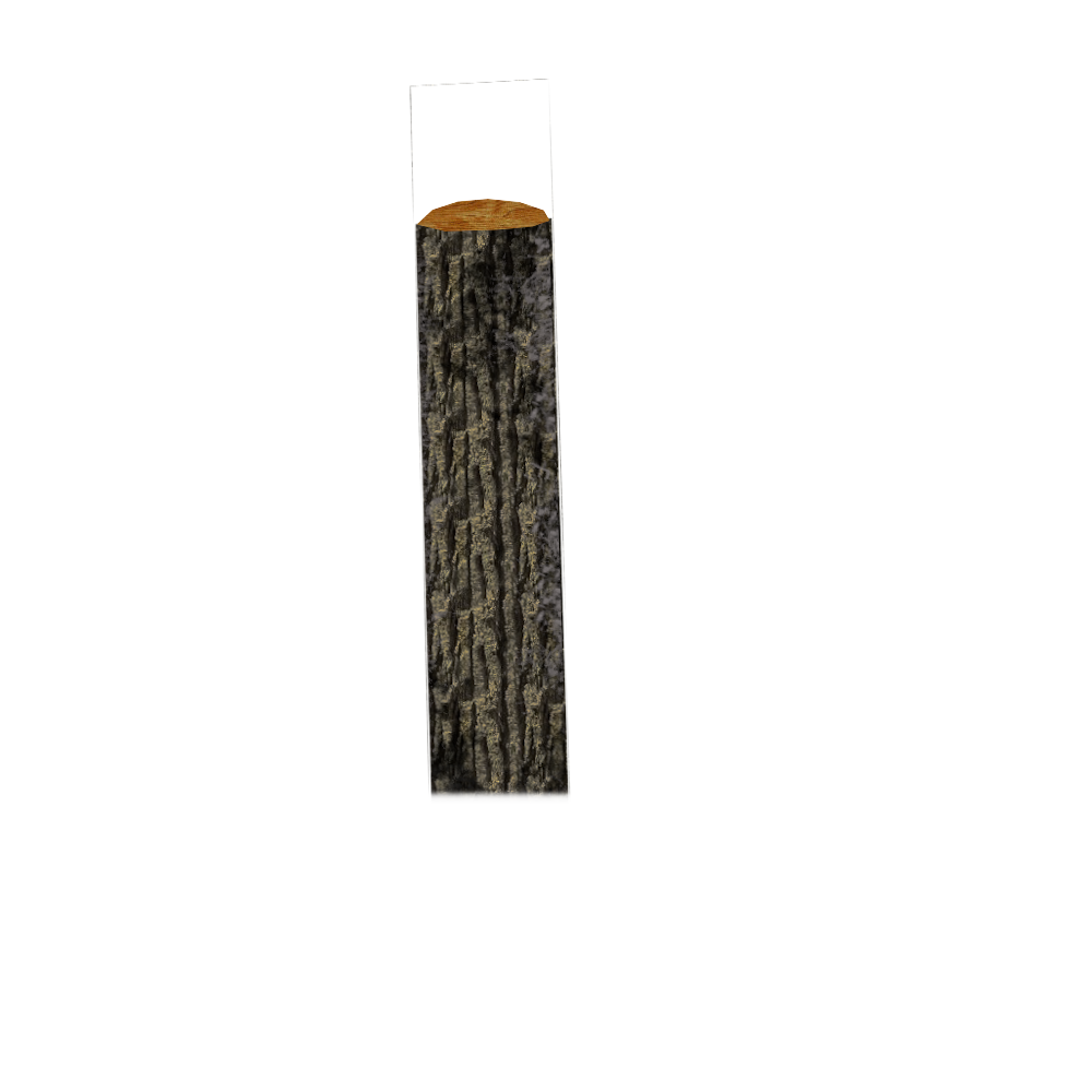 Tree Trunk Transparent PNG Image